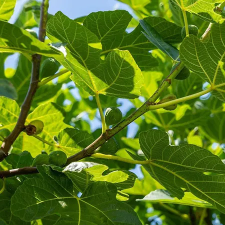 Farm stay Casa Anna, Castellana Gallipoli
