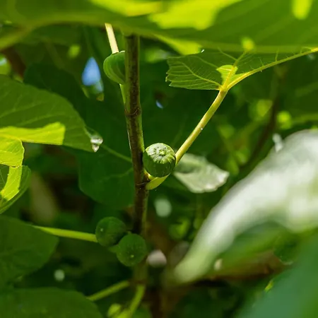 Casa Anna, Castellana Séjour à la ferme Gallipoli
