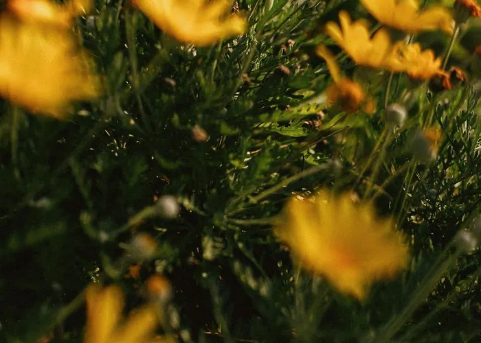 Casa Anna, Castellana Gospodarstwo agroturystyczne Gallipoli