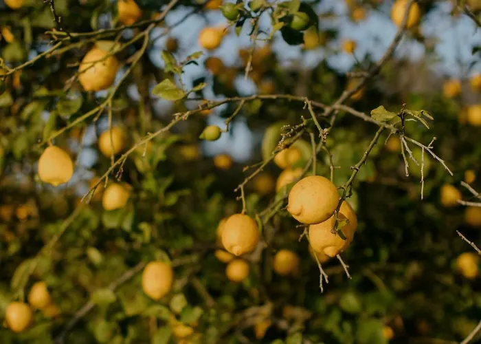 Casa Anna, Castellana