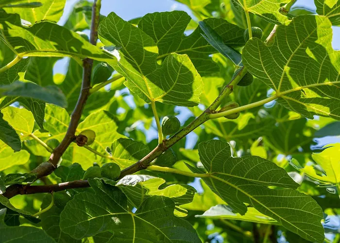 Feriegård Casa Anna, Castellana Gallipoli
