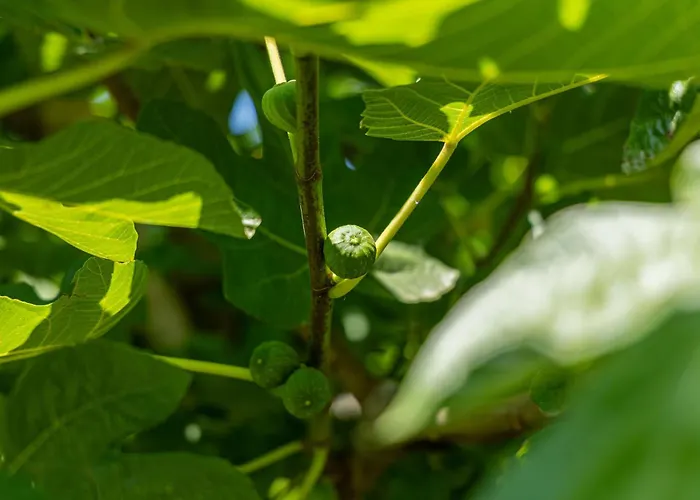Casa Anna, Castellana Feriegård Gallipoli